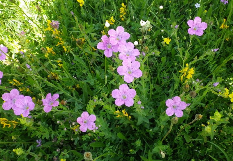 Fioritura di giugno - Linum viscosum L.